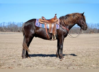 American Morgen Horse, Hongre, 5 Ans, 152 cm, Bai