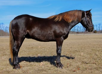 American Morgen Horse, Hongre, 5 Ans, 152 cm, Bai