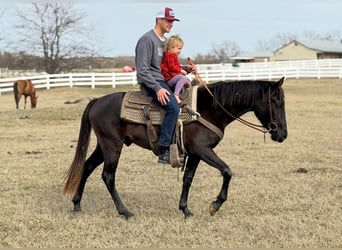 American Morgen Horse, Hongre, 5 Ans, 152 cm, Noir