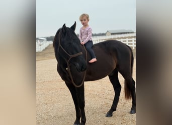 American Morgen Horse, Hongre, 5 Ans, 152 cm, Noir