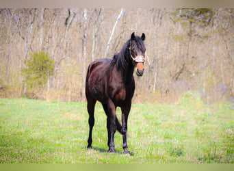 American Morgen Horse, Hongre, 5 Ans, Bai cerise