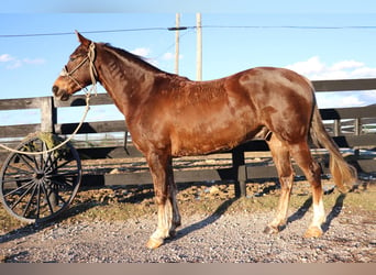 American Morgen Horse, Hongre, 5 Ans, Bai