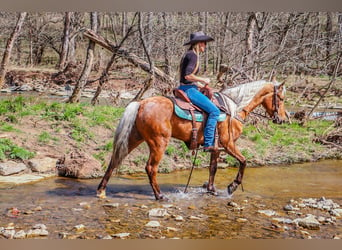 American Morgen Horse, Hongre, 6 Ans, 150 cm, Palomino