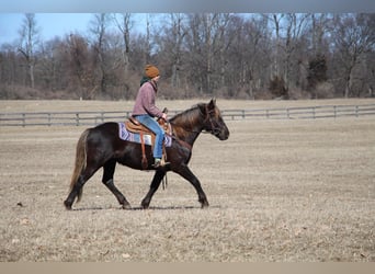 American Morgen Horse, Hongre, 6 Ans, 152 cm, Bai