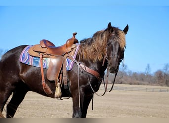 American Morgen Horse, Hongre, 6 Ans, 152 cm, Bai