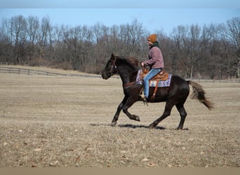 American Morgen Horse, Hongre, 6 Ans, 152 cm, Bai