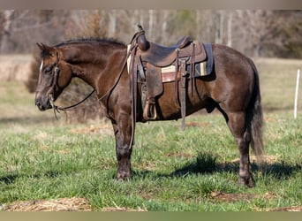 American Morgen Horse, Hongre, 7 Ans, 147 cm, Bai