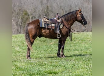 American Morgen Horse, Hongre, 7 Ans, 147 cm, Bai