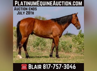 American Morgen Horse, Hongre, 7 Ans, 152 cm, Bai cerise