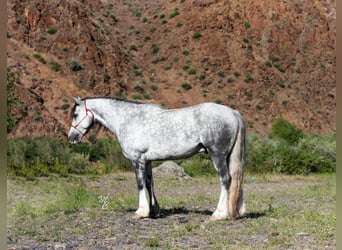 American Morgen Horse, Hongre, 7 Ans, 152 cm, Gris pommelé