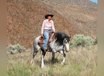 American Morgen Horse, Hongre, 8 Ans, 152 cm, Gris pommelé