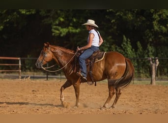 American Morgen Horse, Hongre, 8 Ans, 155 cm, Alezan cuivré