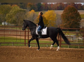 American Morgen Horse, Hongre, 8 Ans, 155 cm, Noir