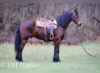 American Morgen Horse, Hongre, 9 Ans, 160 cm, Bai cerise