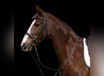 American Morgen Horse Croisé, Jument, 11 Ans, 160 cm, Alezan brûlé