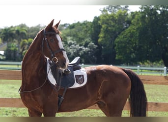 American Morgen Horse Croisé, Jument, 11 Ans, 160 cm, Alezan brûlé