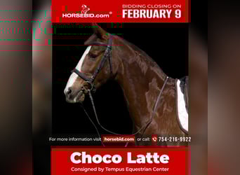 American Morgen Horse Croisé, Jument, 11 Ans, 160 cm, Alezan brûlé