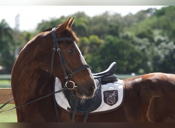 American Morgen Horse Croisé, Jument, 11 Ans, 160 cm, Alezan brûlé