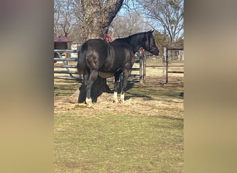 American Morgen Horse, Jument, 11 Ans, 60 cm, Noir
