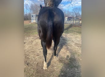 American Morgen Horse, Jument, 11 Ans, 60 cm, Noir