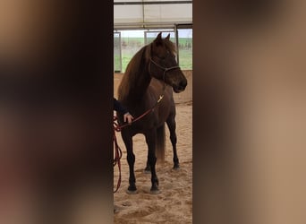 American Morgen Horse, Jument, 17 Ans, 148 cm, Alezan brûlé
