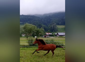 American Morgen Horse, Jument, 1 Année, 150 cm, Bai cerise