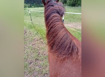 American Morgen Horse, Jument, 1 Année, 150 cm, Bai cerise