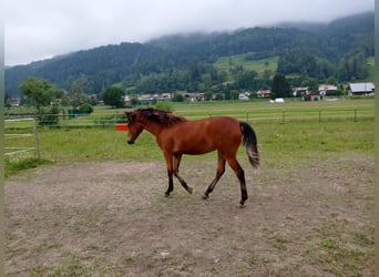 American Morgen Horse, Jument, 1 Année, 150 cm, Bai cerise