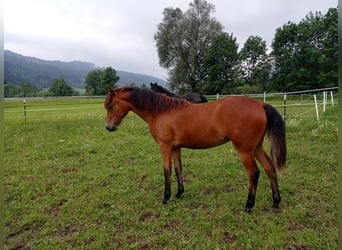 American Morgen Horse, Jument, 1 Année, 150 cm, Bai cerise