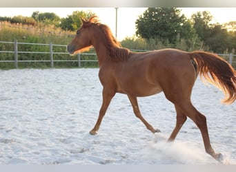 American Morgen Horse, Jument, 2 Ans, 154 cm, Alezan