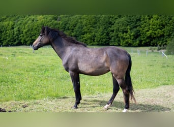 American Morgen Horse, Jument, 3 Ans, 155 cm