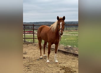 American Morgen Horse, Jument, 5 Ans, 60 cm, Bai