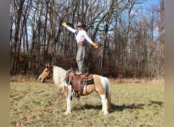 American Morgen Horse, Jument, 8 Ans, 137 cm, Buckskin