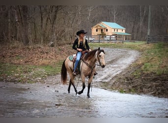 American Morgen Horse, Jument, 8 Ans, 152 cm, Buckskin