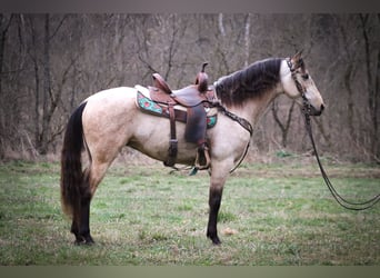 American Morgen Horse, Jument, 8 Ans, 152 cm, Buckskin