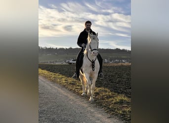 American Morgen Horse, Jument, 8 Ans, 155 cm, Perlino