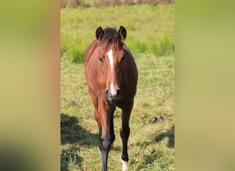 American Morgen Horse, Jument, Poulain (05/2024), 156 cm, Bai