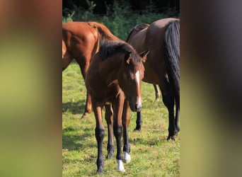 American Morgen Horse, Jument, Poulain (05/2024), 156 cm, Bai