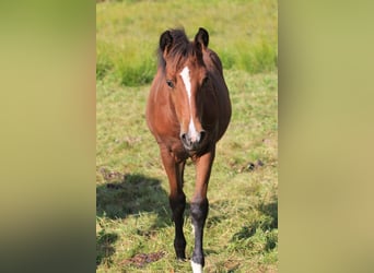 American Morgen Horse, Jument, Poulain (05/2024), 156 cm, Bai