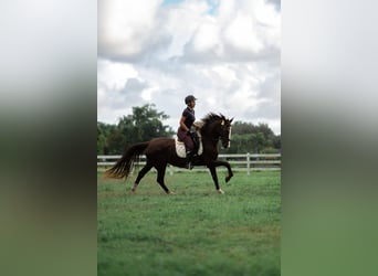 American Morgen Horse Mix, Merrie, 11 Jaar, 160 cm, Donkere-vos