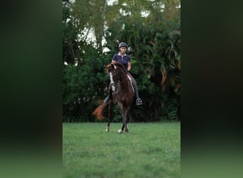 American Morgen Horse Mix, Merrie, 11 Jaar, 160 cm, Donkere-vos