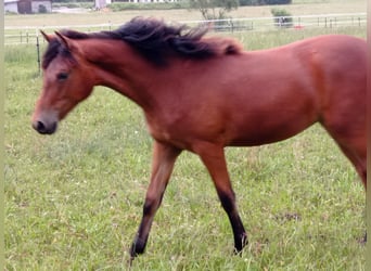 American Morgen Horse, Merrie, 1 Jaar, 150 cm, Roodbruin