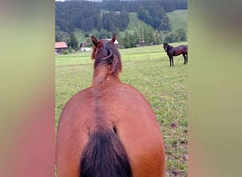 American Morgen Horse, Merrie, 1 Jaar, 150 cm, Roodbruin