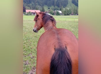 American Morgen Horse, Merrie, 1 Jaar, 150 cm, Roodbruin