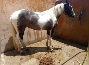 American Morgen Horse, Merrie, 3 Jaar, 158 cm, Gevlekt-paard