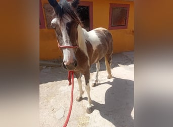 American Morgen Horse, Merrie, 3 Jaar, 158 cm, Gevlekt-paard