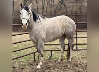 American Morgen Horse, Merrie, 3 Jaar, 60 cm, Wit