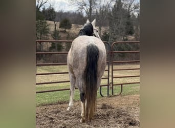 American Morgen Horse, Merrie, 3 Jaar, 60 cm, Wit