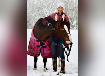 American Morgen Horse, Merrie, 4 Jaar, 145 cm