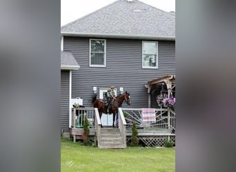 American Morgen Horse, Merrie, 6 Jaar, 155 cm, Roodbruin